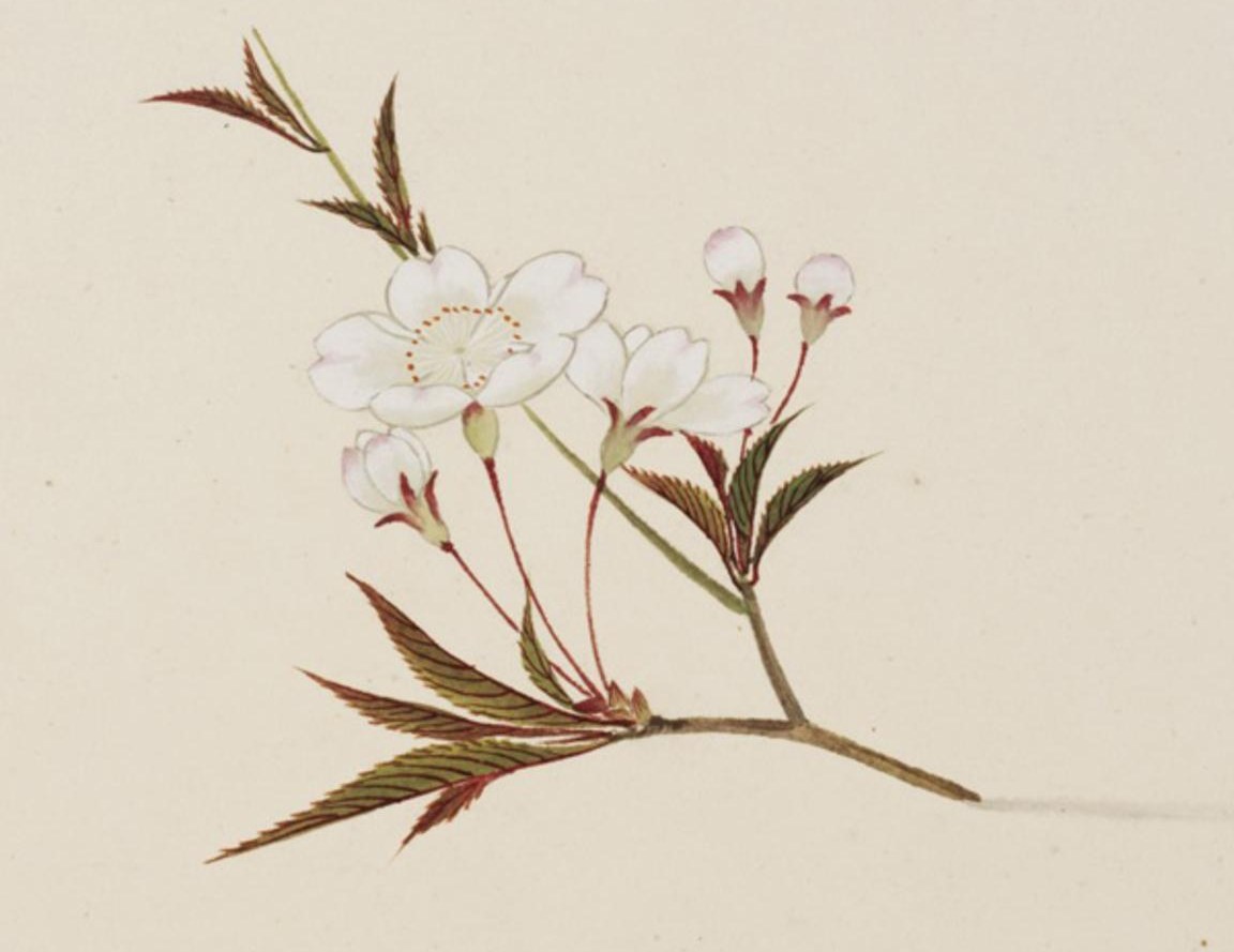 A mountain cherry (yamazakura): white flowers and reddish young leaves. Ishizaki Yūshi, Public Domain, via Wikimedia Commons.